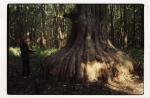 Big Cypress 1